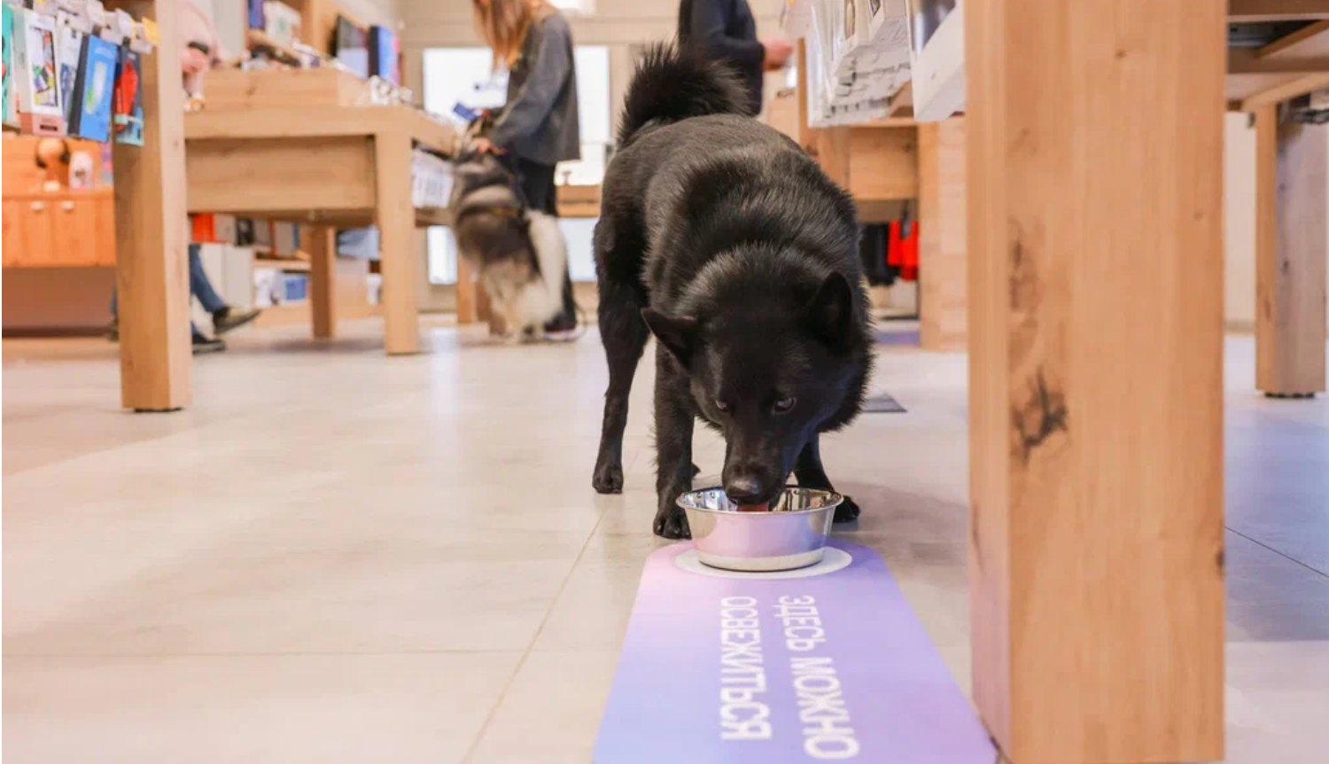 В Салонах МТС теперь действует система pet-friendly